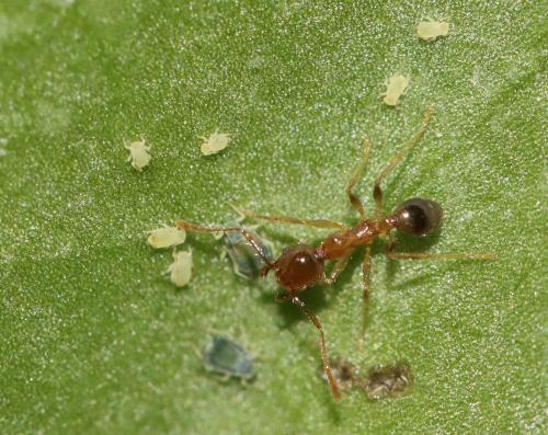 Réf. 315 197 : Pheidole sp.